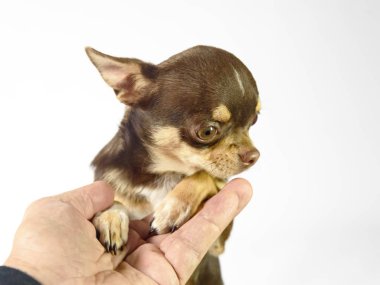 bir kadının kollarında kahverengi chihuahua köpek yavrusu