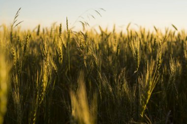 günbatımı ukrein sahasında buğday