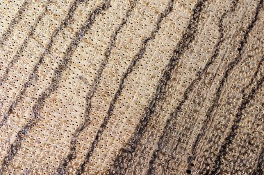 Zebrano ahşap doku eski