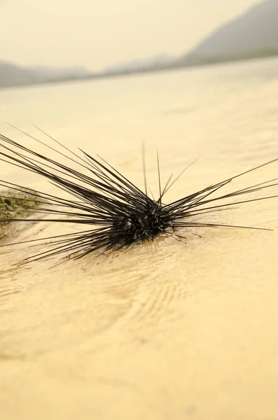 Sea hedgehog on the shores of the island of Thailand