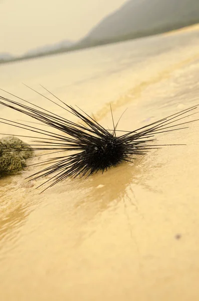 Sea hedgehog on the shores of the island of Thailand