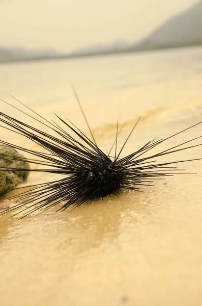 Sea hedgehog on the shores of the island of Thailand