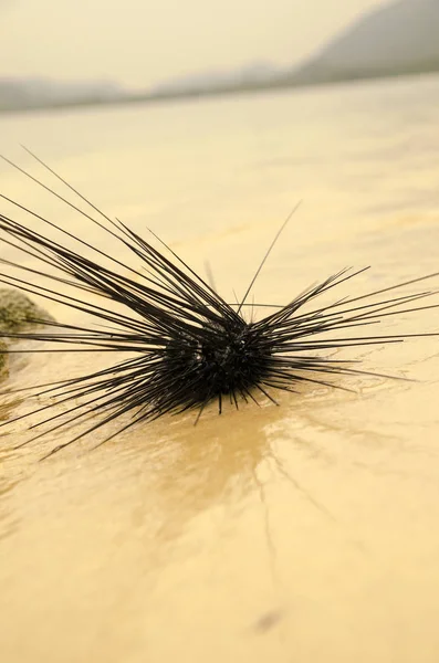 Sea hedgehog on the shores of the island of Thailand