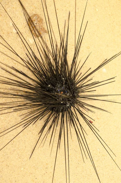 Sea hedgehog on the shores of the island of Thailand