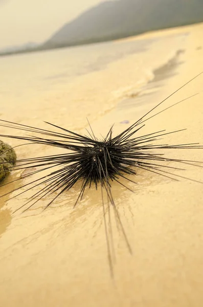 Sea hedgehog on the shores of the island of Thailand