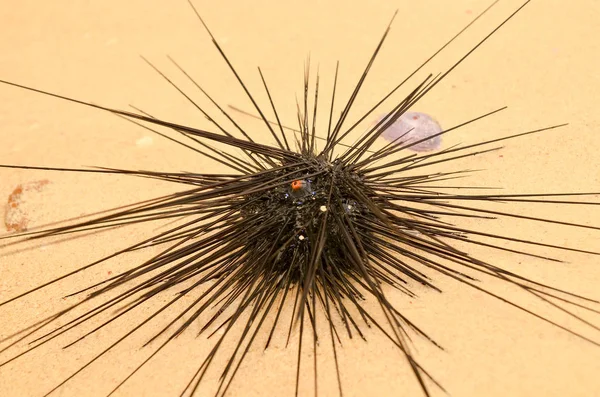 Sea hedgehog on the shores of the island of Thailand