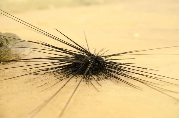 Sea hedgehog on the shores of the island of Thailand