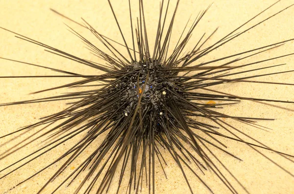 Sea hedgehog on the shores of the island of Thailand