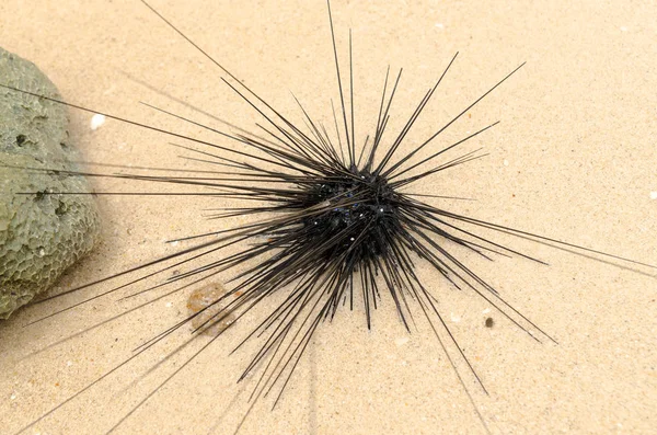 Sea hedgehog on the beach