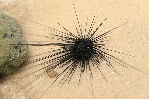 Sea hedgehog on the beach