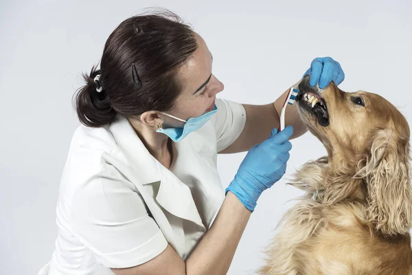 dog at a reception at the doctor, golden spaniel dog at the vet reception