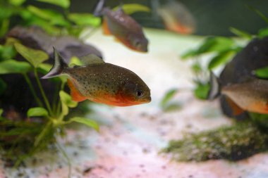 akvaryum balık pirana 2018