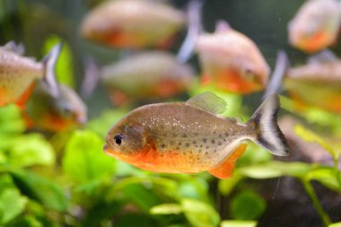 akvaryum balık pirana 2018