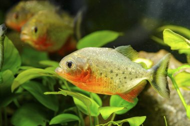 yırtıcı isimli Amerikalı balık akvaryum