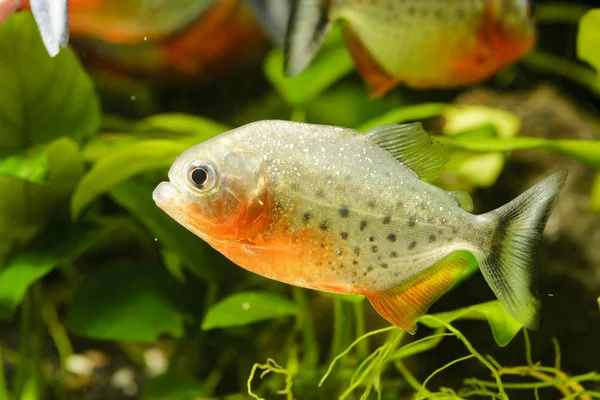 Roofzuchtige Pirani Vis Het Aquarium — Stockfoto