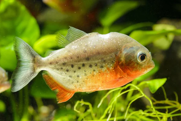 Underprissättning Pirani Fisk Akvariet — Stockfoto