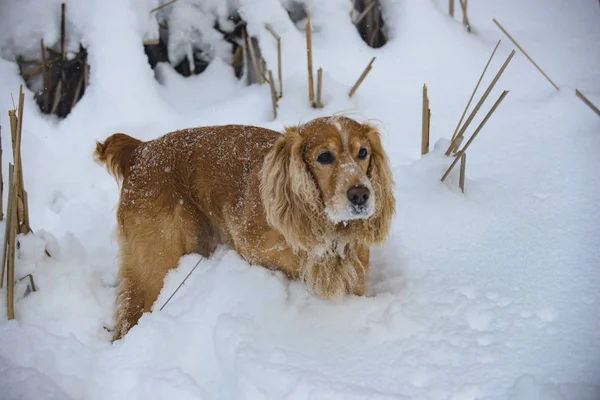 Golden spaniel on winter hunting in snow