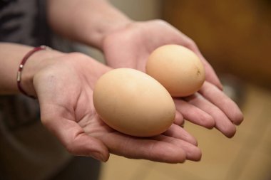 Ev yapımı tavuk yumurta ile iki sarısı