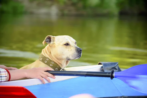 a river trip with a dog