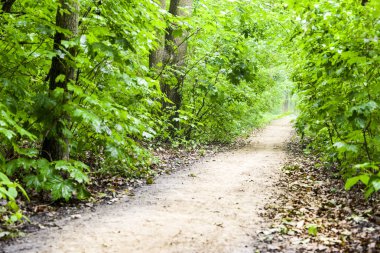 Yaz parkta yolundaki