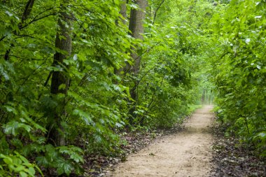 Yaz parkta yolundaki