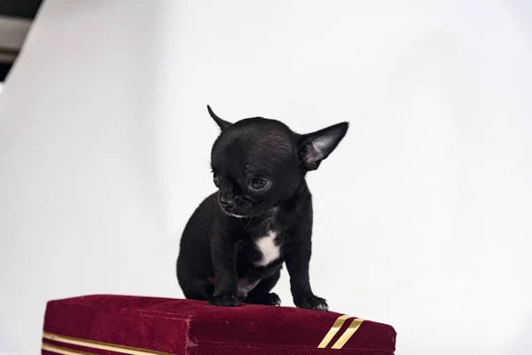 Cucciolo Chihuahua Kiev Ukreina — Foto Stock