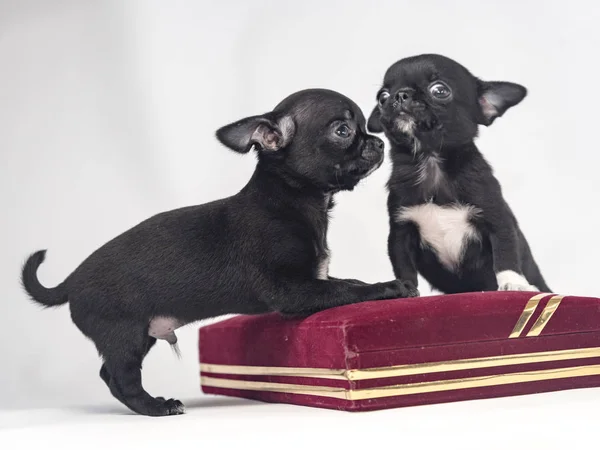 チワワ子犬 Ukreina キエフ — ストック写真