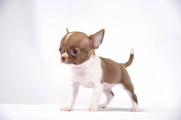 Chihuahua Kölyök Ukreina Kiev — Stock Fotó