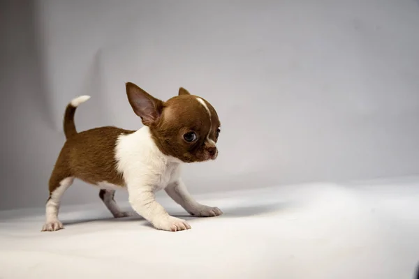 Chihuahua Cachorro Ukreina Kiev — Foto de Stock