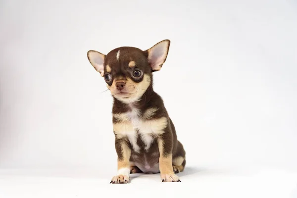 Cachorro Marrón Chihuahua Reproduce Sobre Fondo Blanco — Foto de Stock