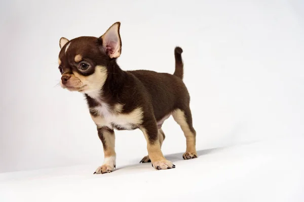 Bruine Pup Chihuahua Rassen Een Witte Achtergrond — Stockfoto