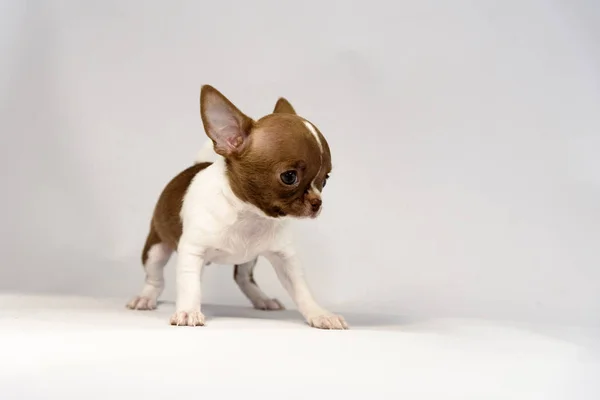Szczeniak Rasy Chihuahua Białym Tle — Zdjęcie stockowe