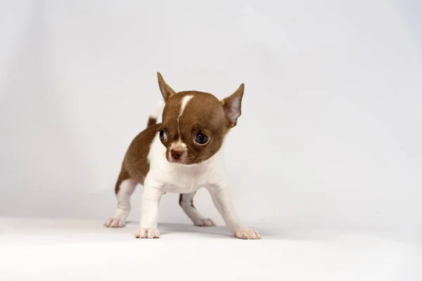 Puppy Chihuahua Breeds White Background — Stock Photo, Image