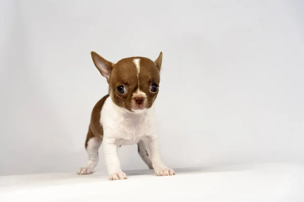 Cachorro Chihuahua Cría Sobre Fondo Blanco — Foto de Stock