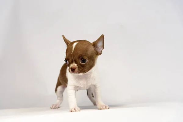 Cachorro Chihuahua Cría Sobre Fondo Blanco — Foto de Stock