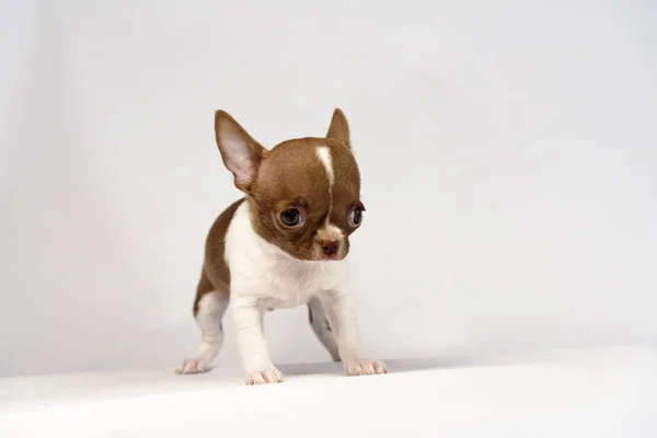 Cachorro Chihuahua Cría Sobre Fondo Blanco — Foto de Stock