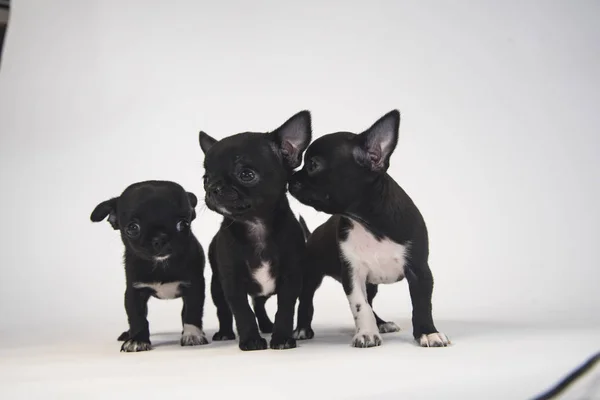 Tři Štěňata Plemen Chihuahua Bílém Pozadí — Stock fotografie