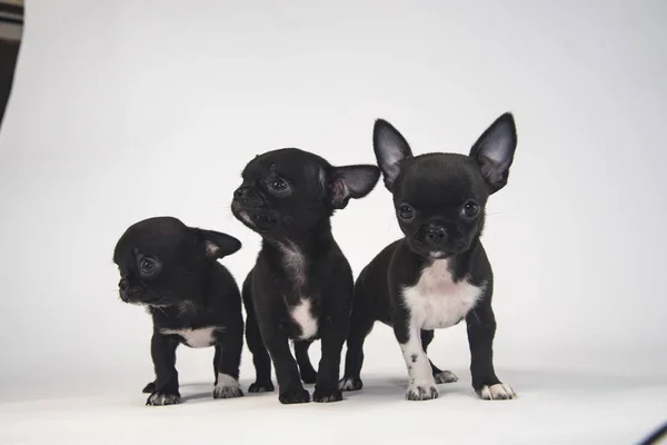 Tre Chihuahua Valper Hvit Bakgrunn – stockfoto