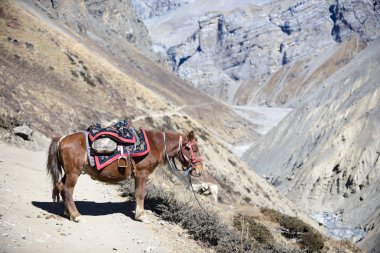 Füme tedavi nepal balık