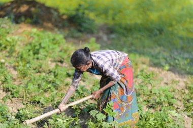 Nepal kadın sebze, Nepal, Aralık 2017, editoryal yetiştirilmesi