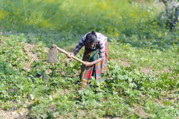 Mulher Nepalesa Cultivando Hortaliças Nepal Dezembro 2017 Editorial — Fotografia de Stock
