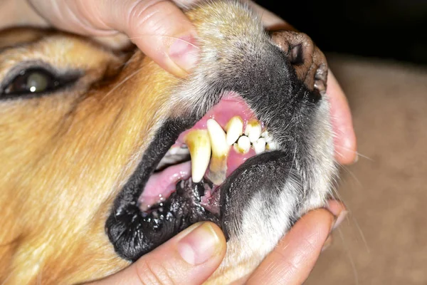 石犬の歯に付着したプラーク — ストック写真