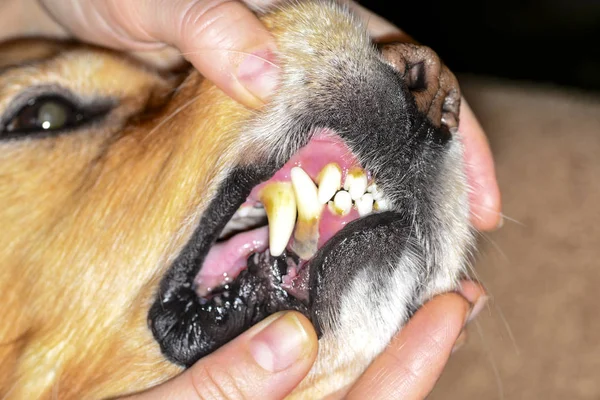 bir köpeğin dişlerde taş plak