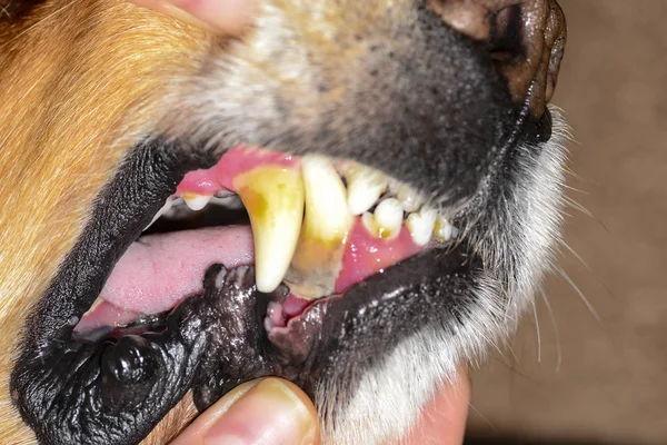 石犬の歯に付着したプラーク — ストック写真