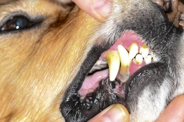 bir köpeğin dişlerde taş plak