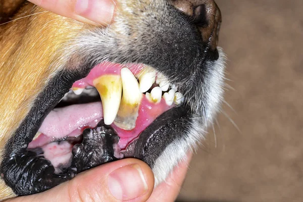 stone plaque on the teeth of a dog