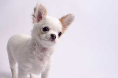 Chihuahua beyaz renk beyaz bir arka plan üzerinde