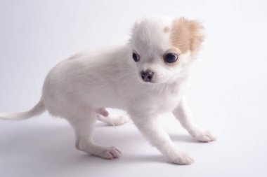 Chihuahua beyaz renk beyaz bir arka plan üzerinde