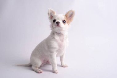 Chihuahua beyaz renk beyaz bir arka plan üzerinde