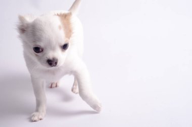 Chihuahua beyaz renk beyaz bir arka plan üzerinde